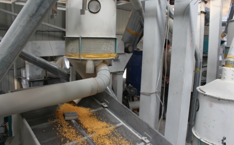 玉米加工设备厂家玉米原粮如何处理才符合加工面粉要求(图1)